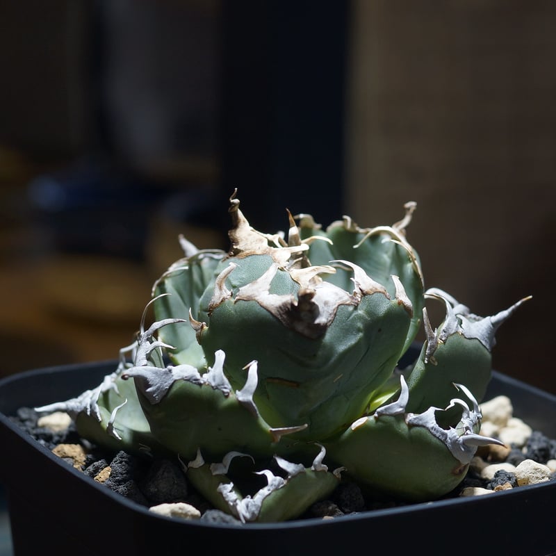 アガベ チタノタ 魔丸 / MG-09 | アガベ専門店 モンスターハウス