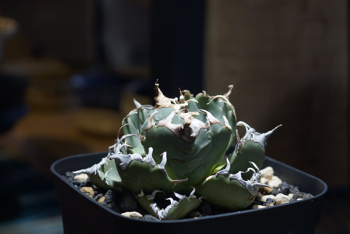 アガベ チタノタ 魔丸 / MG-09 | アガベ専門店 モンスターハウス