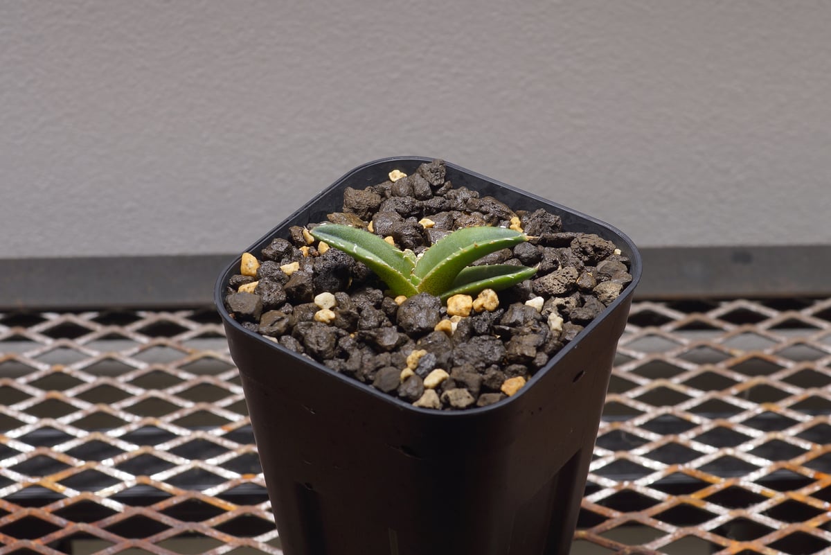 緑幽霊 中株 アガベオテロイ チタノタ アガベ チタノタ 緑幽霊 / GG-02 | アガベ専門店 モンスターハウス