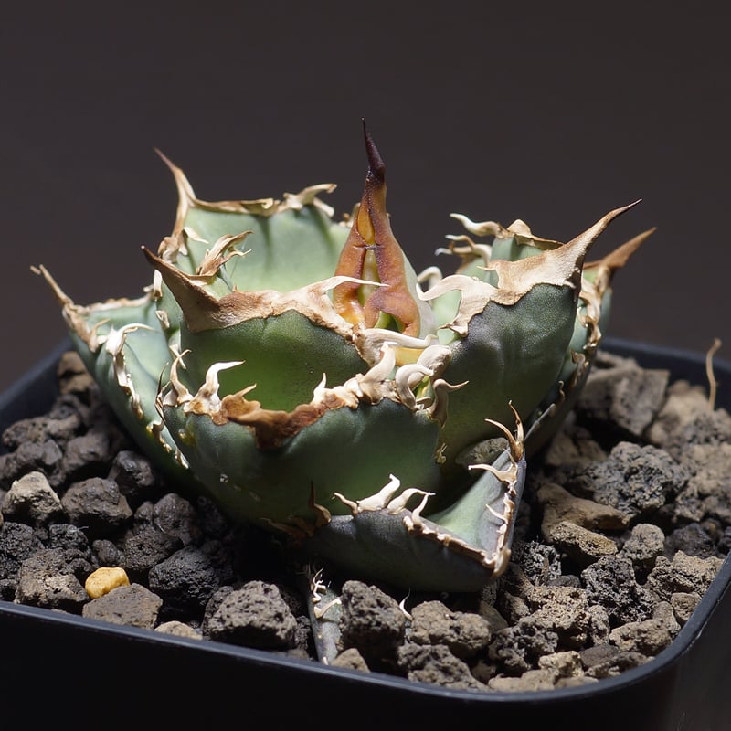 アガベ オテロイ　冰雹 アガベ オテロイ FO-76/子株 F-24 | アガベ専門店 モンスターハウス