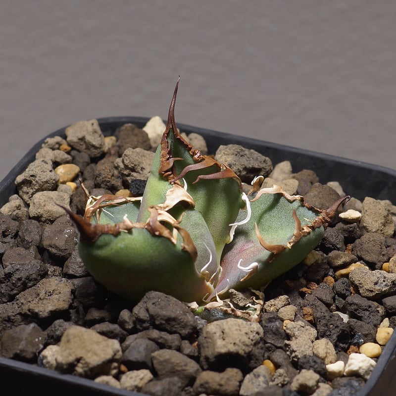 アガベ チタノタ シーザー 凱撒/cae-03 | アガベ専門店 モンスターハウス