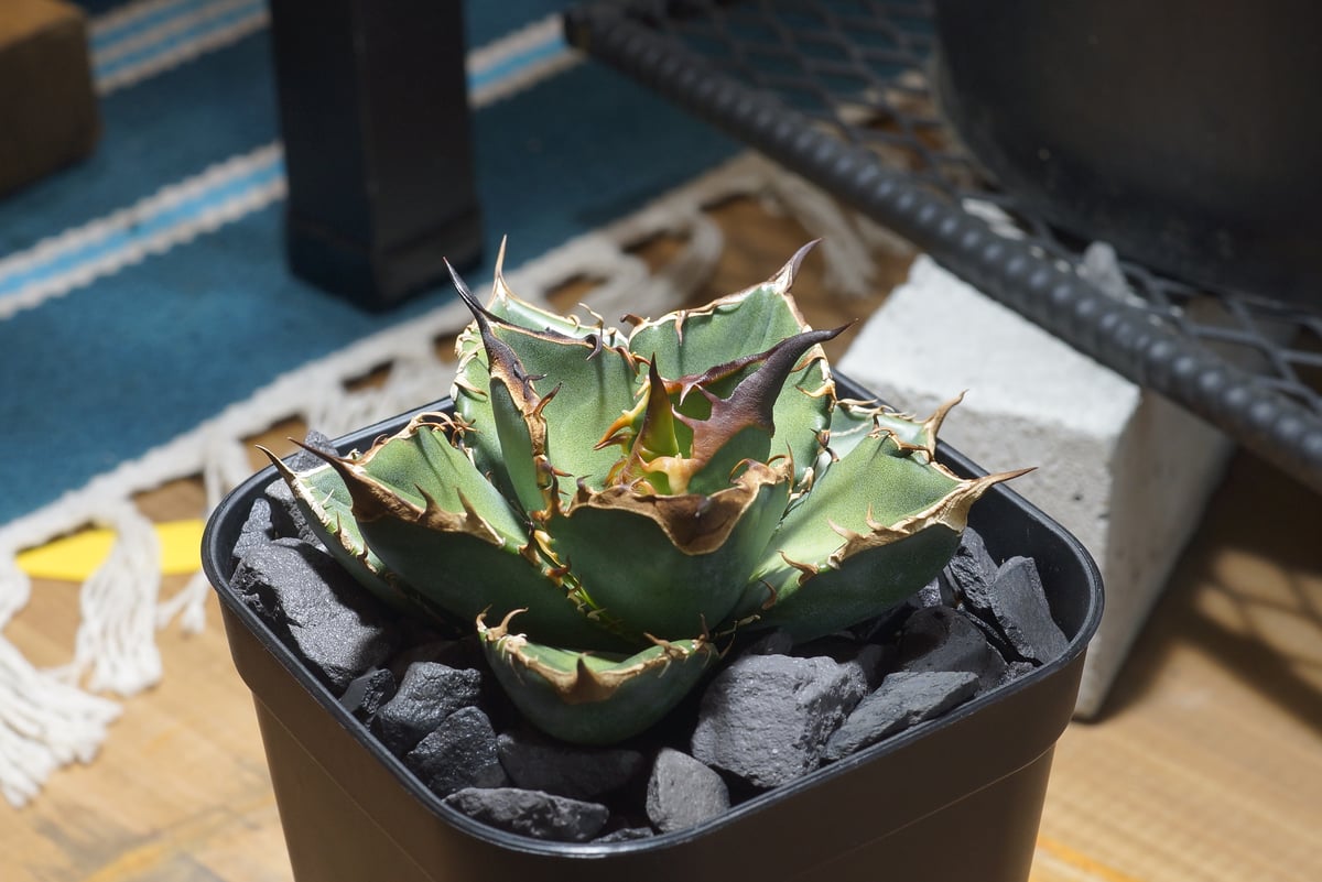 アガベ チタノタ 緑犀牛/ Dragon Agave産 GR-03 | アガベ専門店 モンス