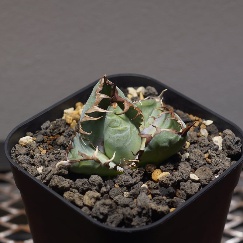 アガベ　ブラックアンドブルー BB アガベ チタノタ ブラックアンドブルー Agave titanota black