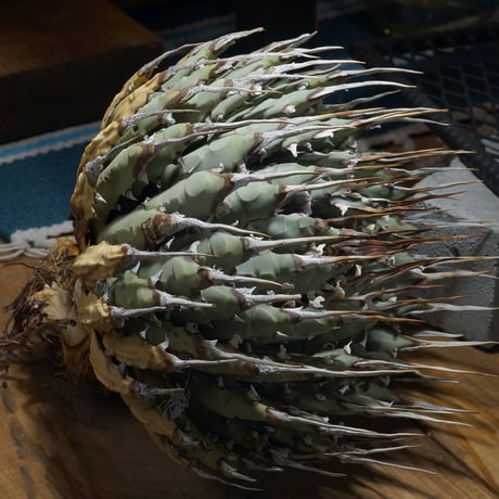 アガベユタエンシスエボリスピナ | STORES