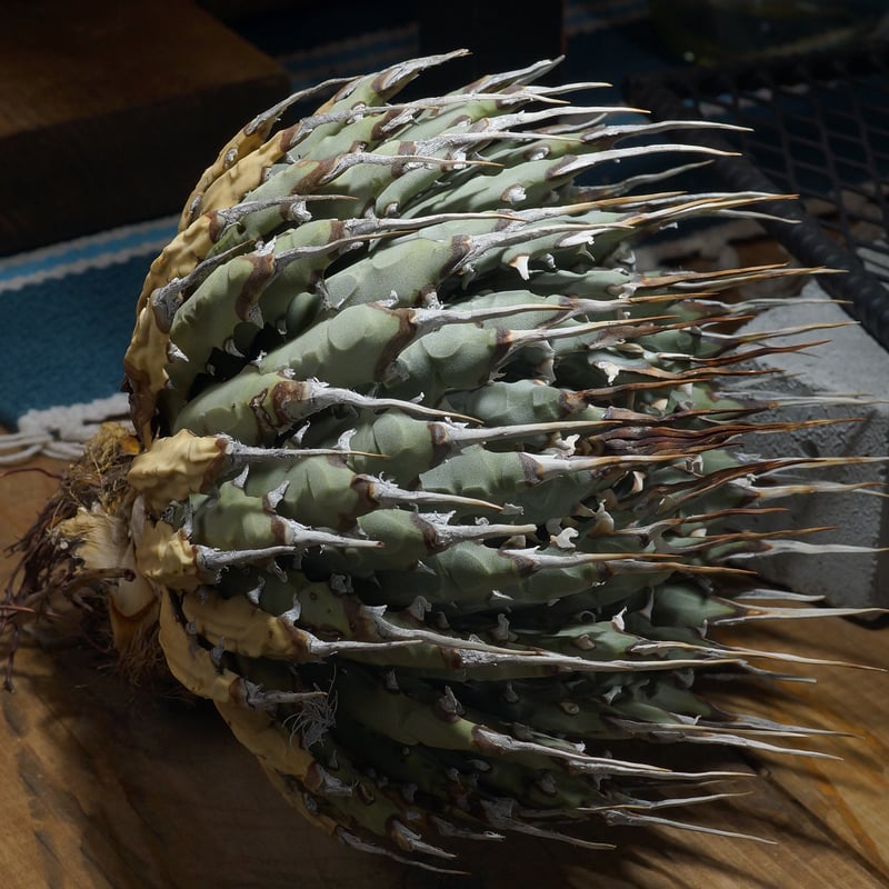 アガベ ユタエンシス エボリスピナ / ES-30 | アガベ専門店 モンスター