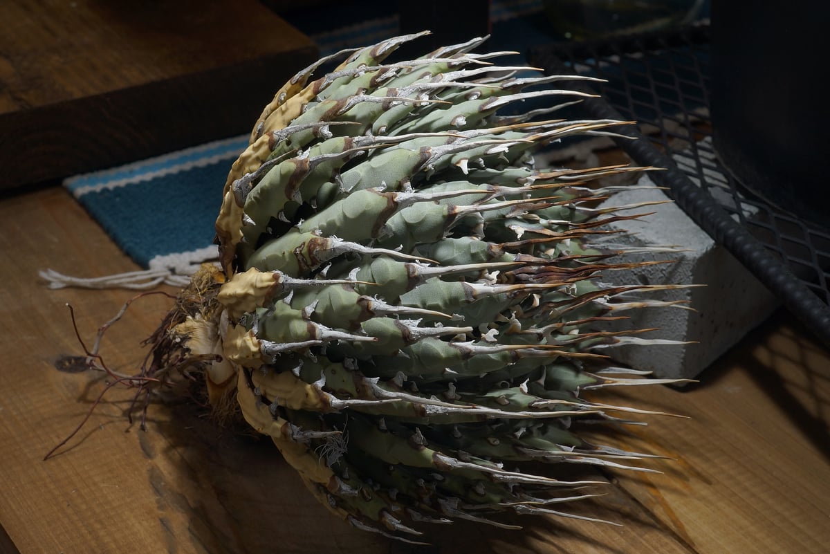 アガベ ユタエンシス エボリスピナ / ES-30 | アガベ専門店 モンスター