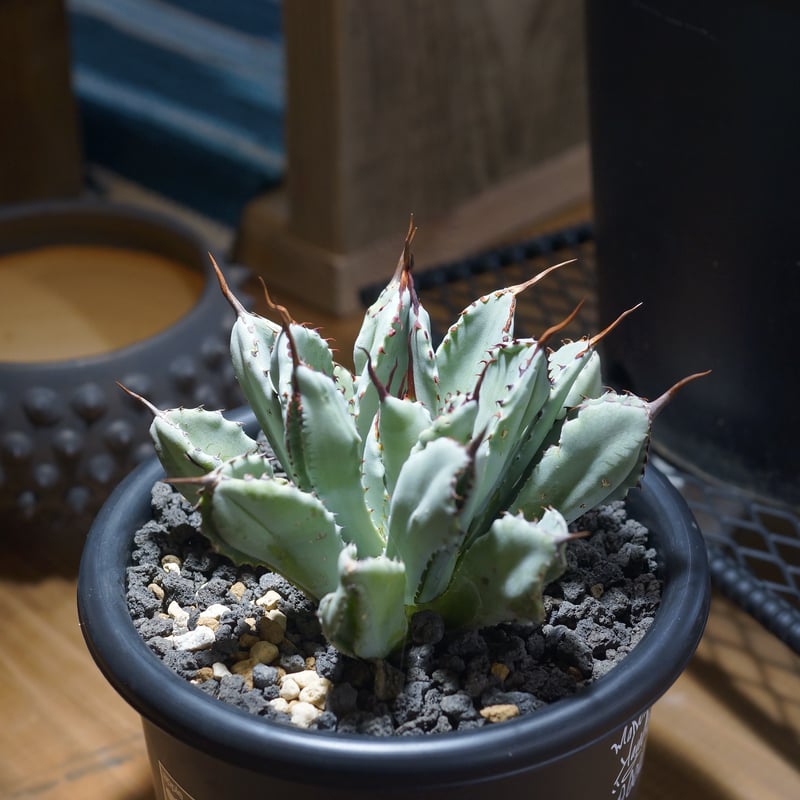 アガベ ポタトラム キュービック / Agave potatorum cubic / PC-