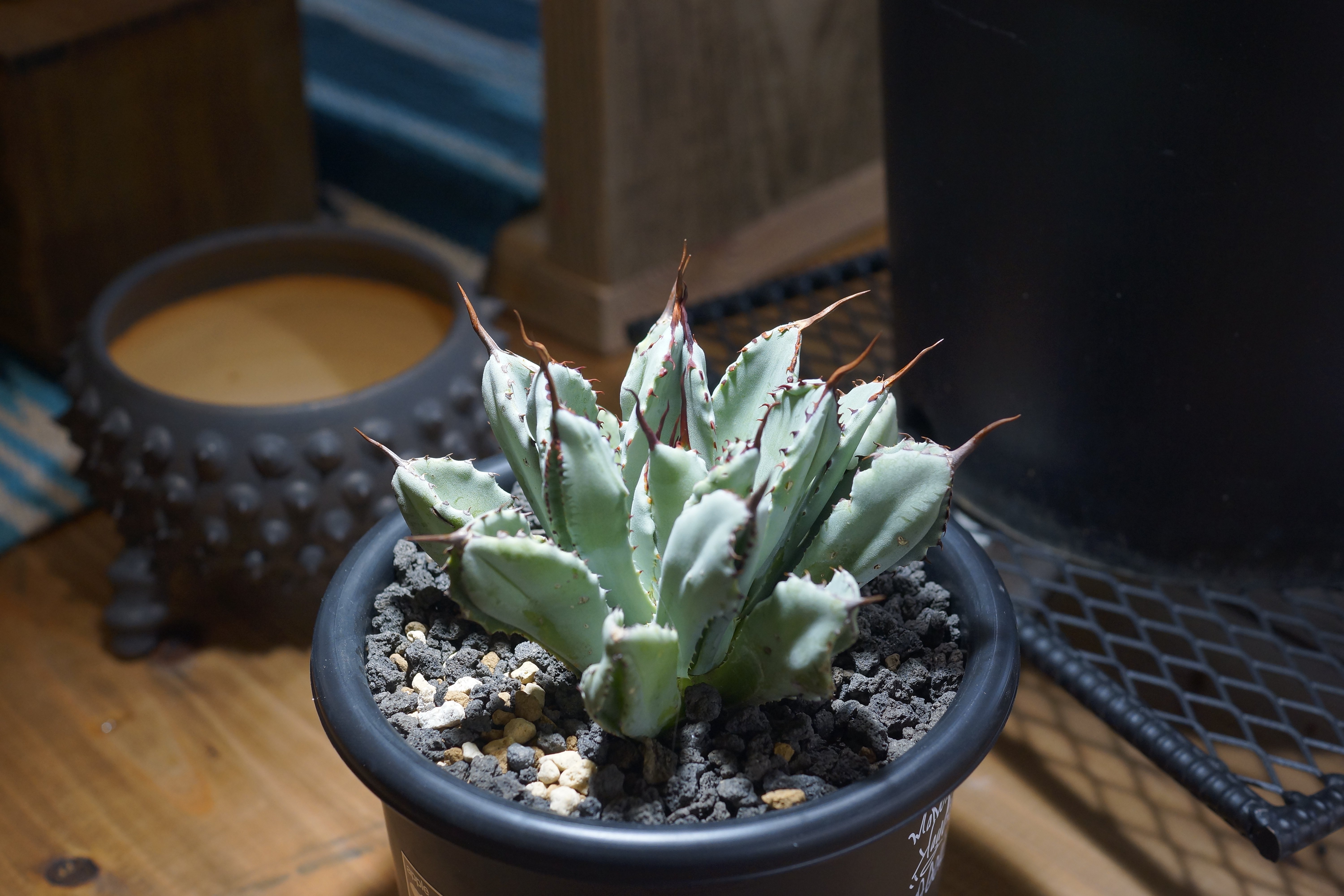 アガベ ポタトラム キュービック / Agave potatorum cubic / PC-