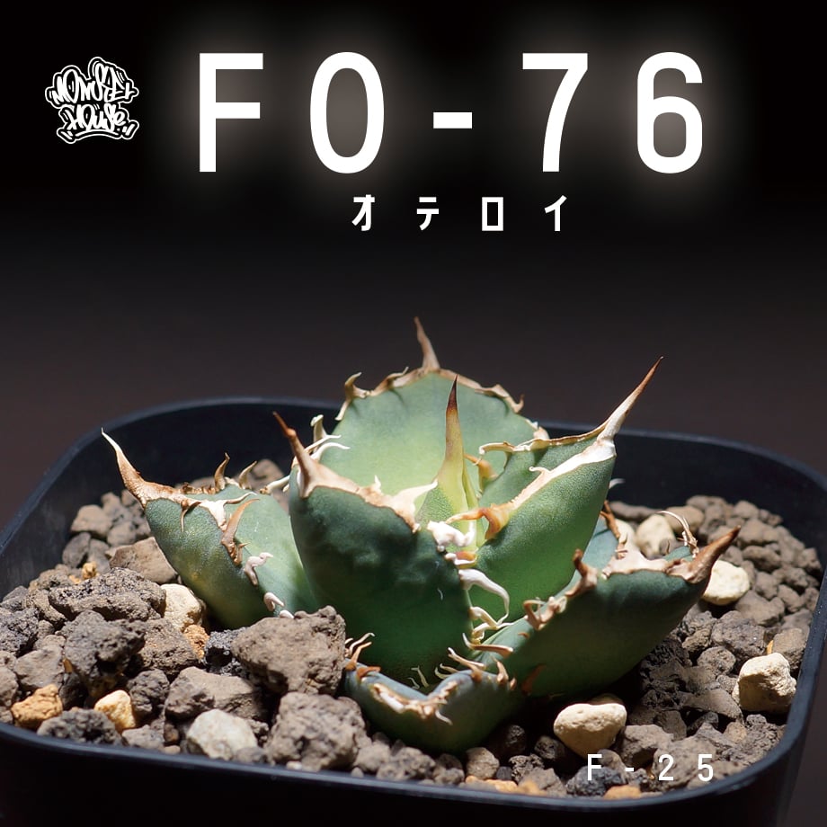 アガベ オテロイ FO-76/子株 F-25 | アガベ専門店 モンスターハウス