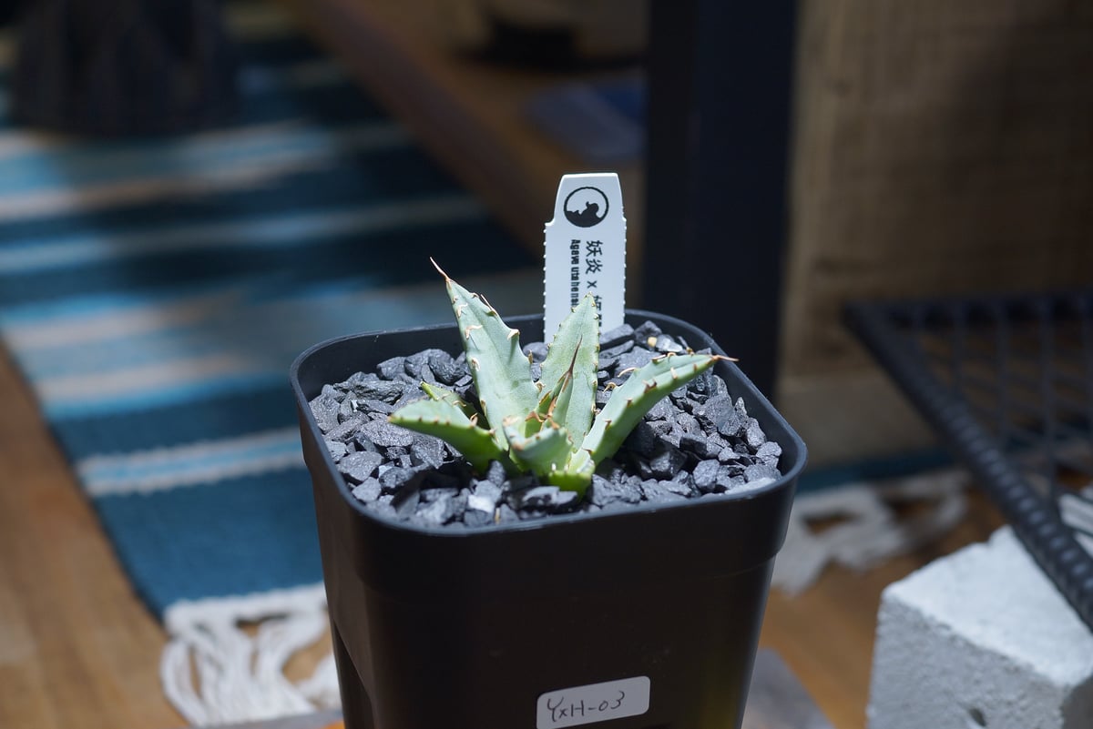 アガベ ハイブリッド 妖炎×姫厳竜/ Y×H-03 | アガベ専門店 モンスター