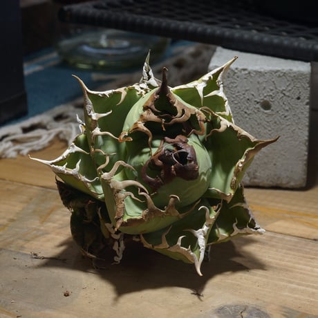 アガベ魔丸 | STORES