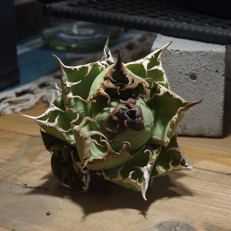 アガベ チタノタ 魔丸 / MG-17 | アガベ専門店 モンスターハウス