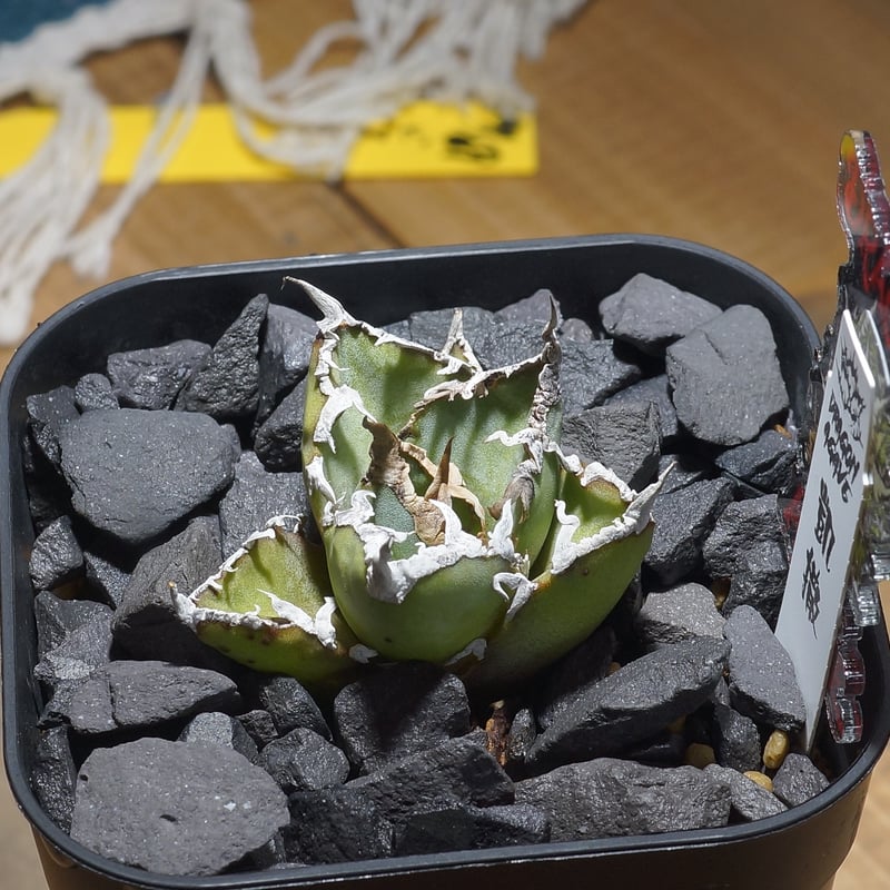 アガベ チタノタ シーザー 凱撒/ Dragon Agave産 cae-19 | アガベ専門店
