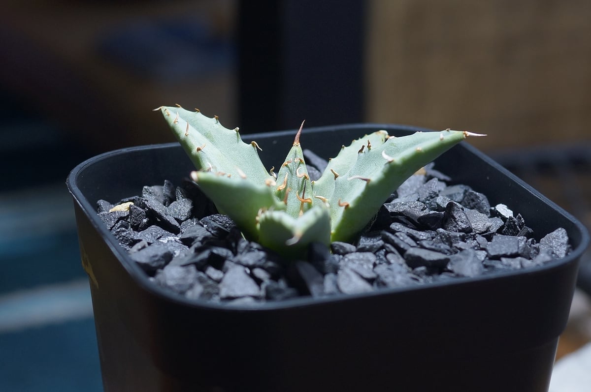 アガベ ハイブリッド 妖炎×姫厳竜/ Y×H-16 | アガベ専門店