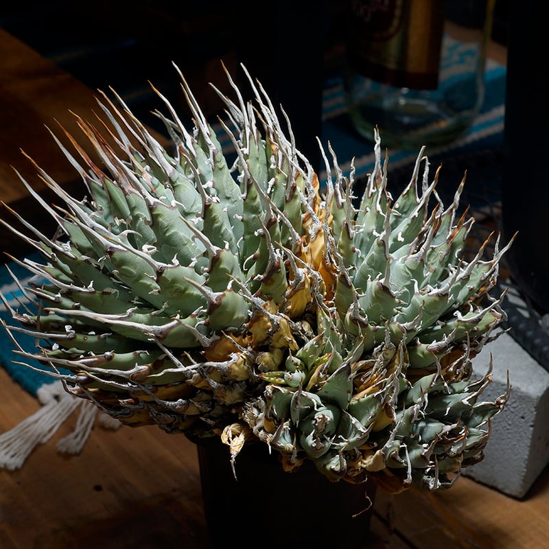 アガベ ユタエンシス エボリスピナ / ES-16 | アガベ専門店 モンスター