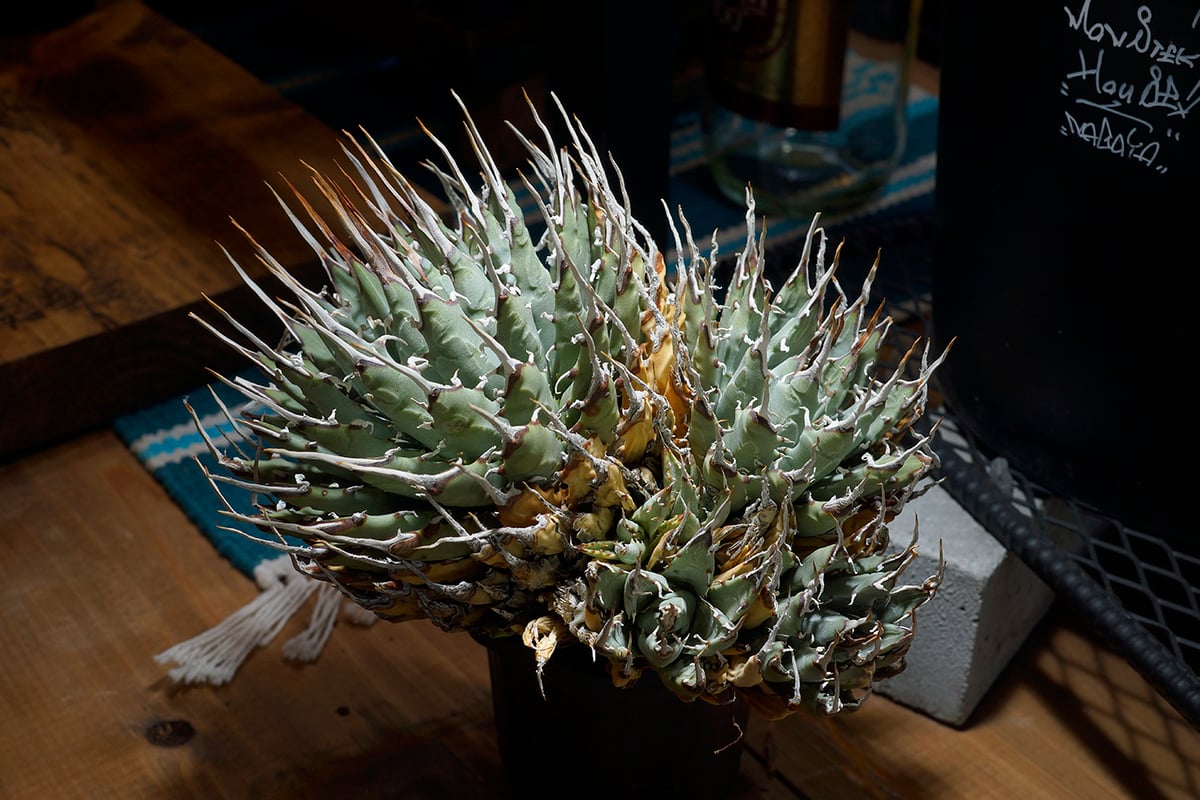 アガベ ユタエンシス エボリスピナ / ES-16 | アガベ専門店 モンスター