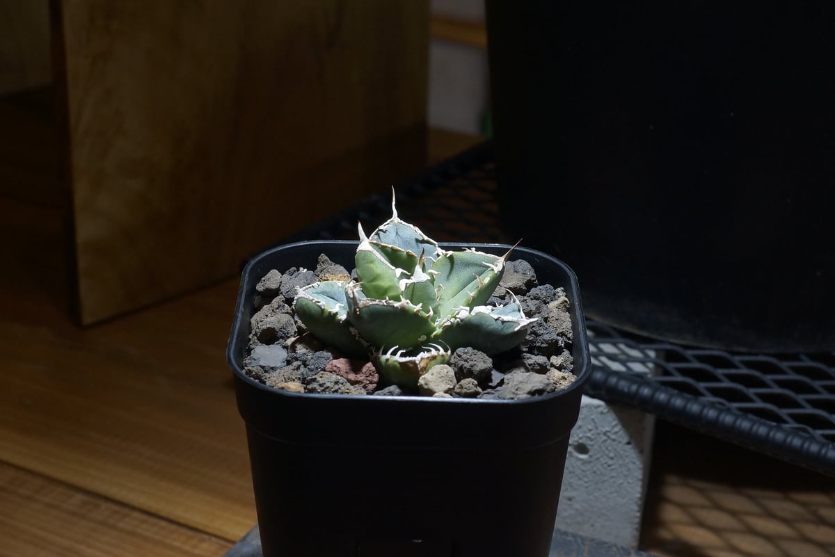 アガベ チタノタ SAD 南アフリカダイヤモンド 中株 ※鉢のまま発送 アガベ・チタノタ 南アフリカダイヤモンド SAD 現株鉢ごと