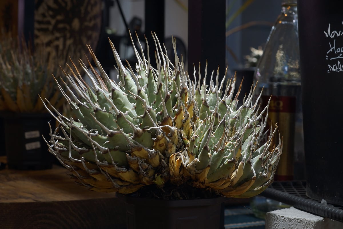 アガベ ユタエンシス エボリスピナ / ES-16 | アガベ専門店 モンスター