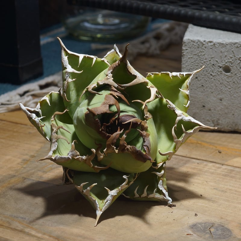 アガベ チタノタ 魔丸 / MG-18 | アガベ専門店 モンスターハウス