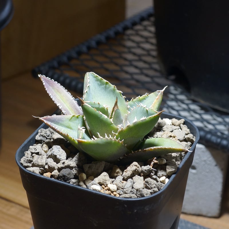 アガベ　海王 アガベ 海王 限定2株