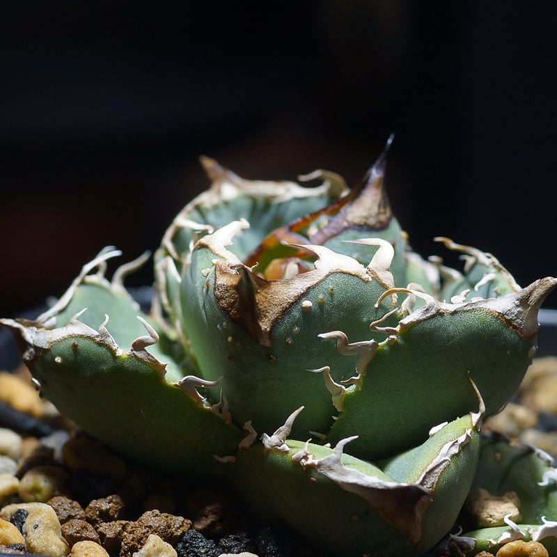 アガベ　チタノタ　オテロイ　疣猪　イボイノシシ　ブツブツ　4 アガベ・チタノタ 疣猪/丸叶背刺（芽/小）-001｜agave titanota