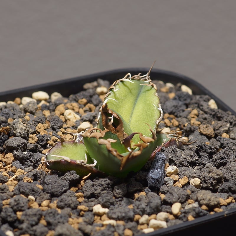 アガベ チタノタ シーザー 凱撒/cae-09 | アガベ専門店 モンスターハウス