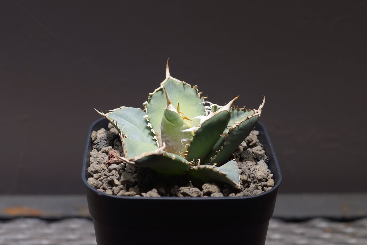 アガベ オテロイ FO-76/子株 F-26 | アガベ専門店 モンスターハウス