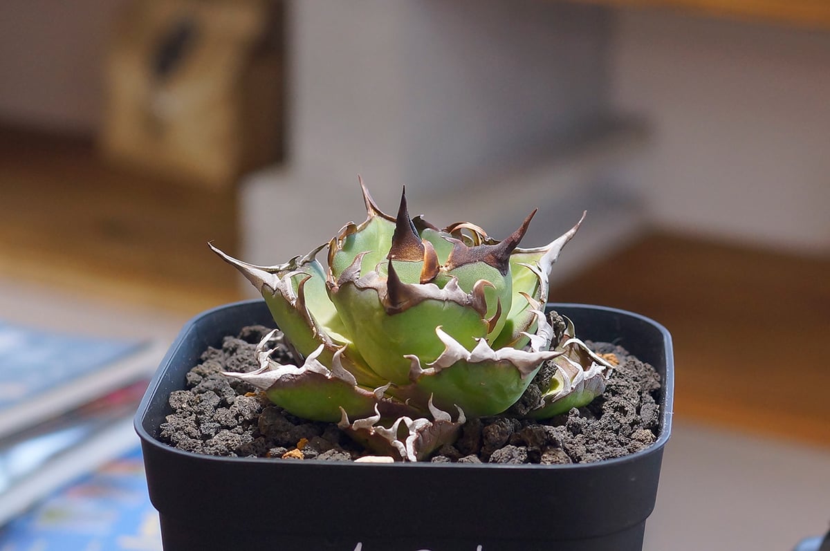 アガベチタノタ　ハデス アガベ チタノタ ハデス / 黒帝斯 HD-04 | アガベ専門店 モンスターハウス