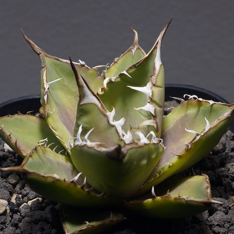 アガベ チタノタ ナンバーワン錦/子株 N1-04 | アガベ専門店