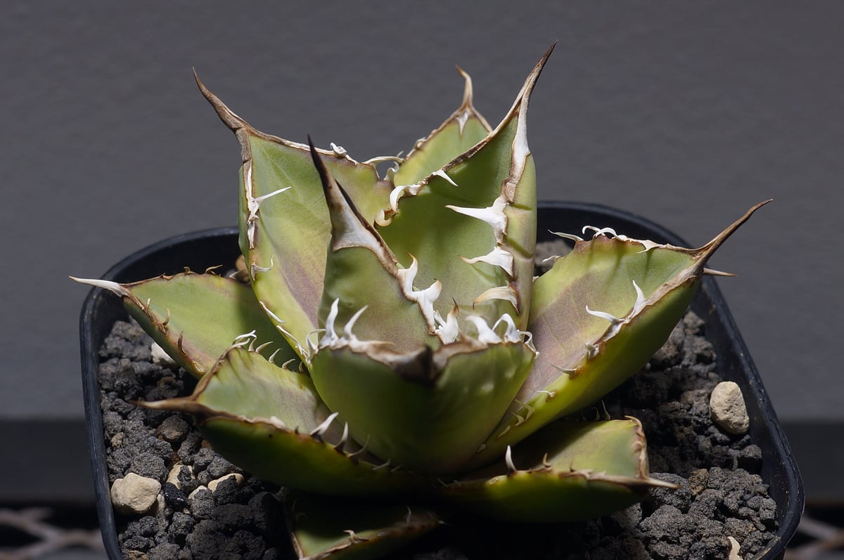 アガベ チタノタ ナンバーワン錦/子株 N1-04 | アガベ専門店