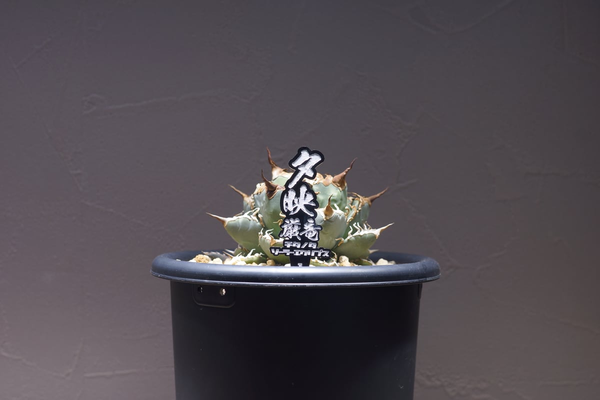 アガベ 品種 プランツタグ 黒】チタノタ 夕映厳竜 | アガベ専門店