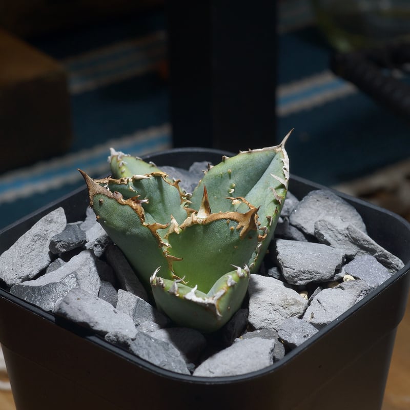 アガベ チタノタ　鰐亀（ゴウガメ） アガベ チタノタ 鰐亀 / WG-02 | アガベ専門店 モンスターハウス