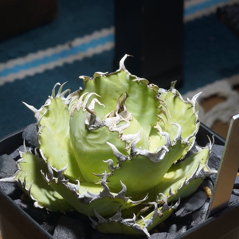 アガベ チタノタ オテロイ フィリグリー アガベ チタノタ フィリグリー /fg-06 | アガベ専門店 モンスターハウス