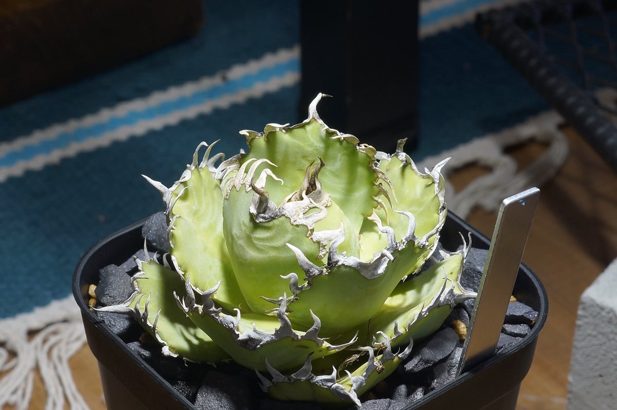 アガベ チタノタ フィリグリー /fg-06 | アガベ専門店 モンスターハウス