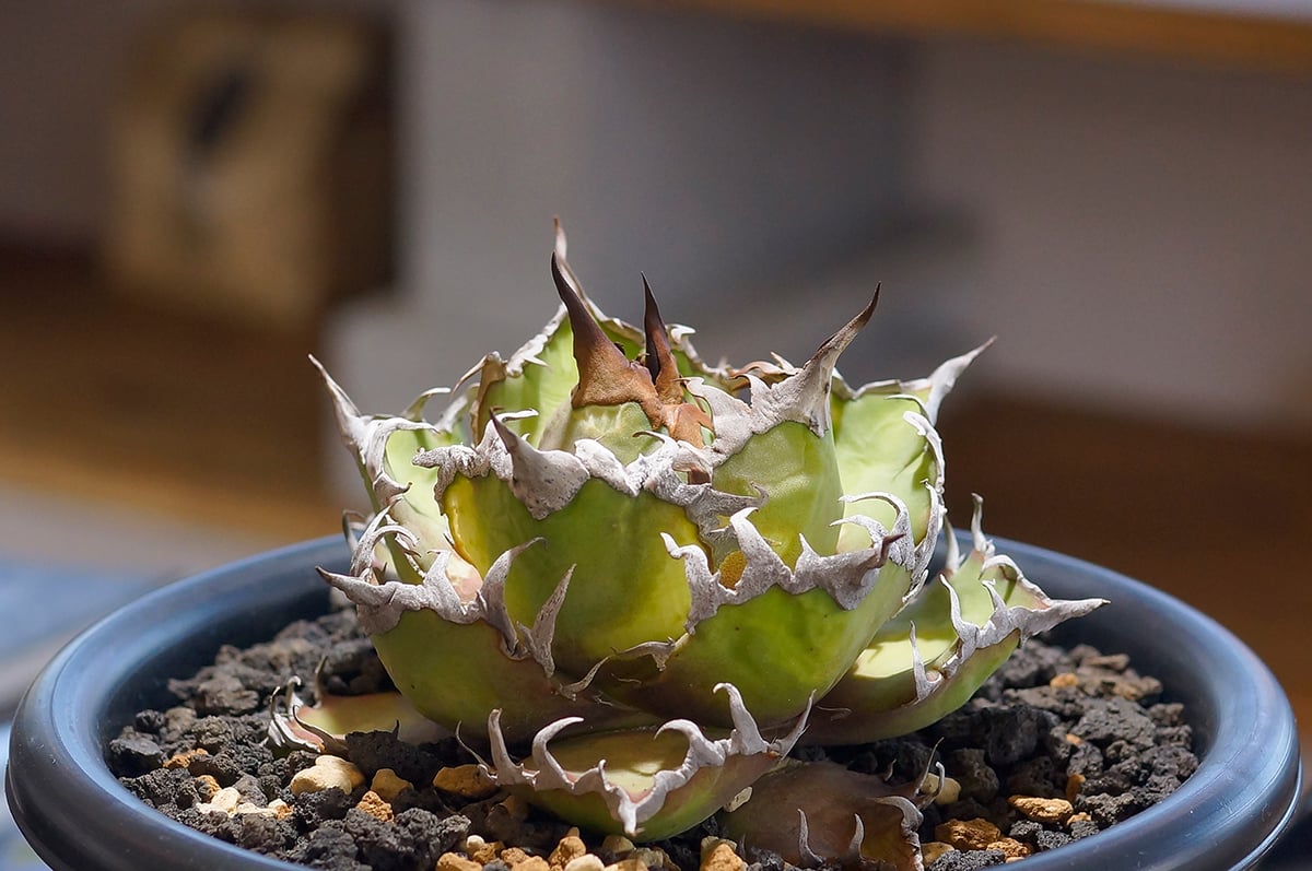 アガベ チタノタ シーザー 凱撒/cae-10 | アガベ専門店 モンスターハウス