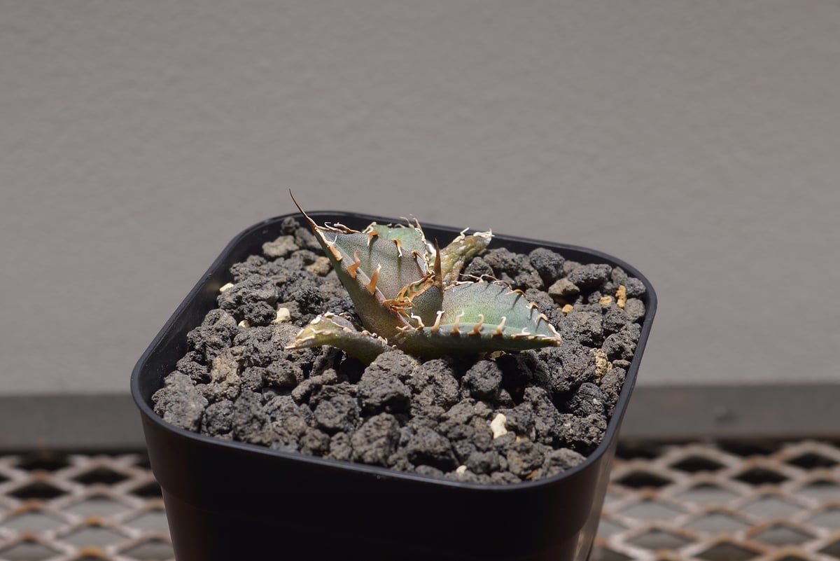 アガベチタノタ　シャークソウイ アガベ チタノタ シャークソウイ 子株 SS-06 | アガベ専門店