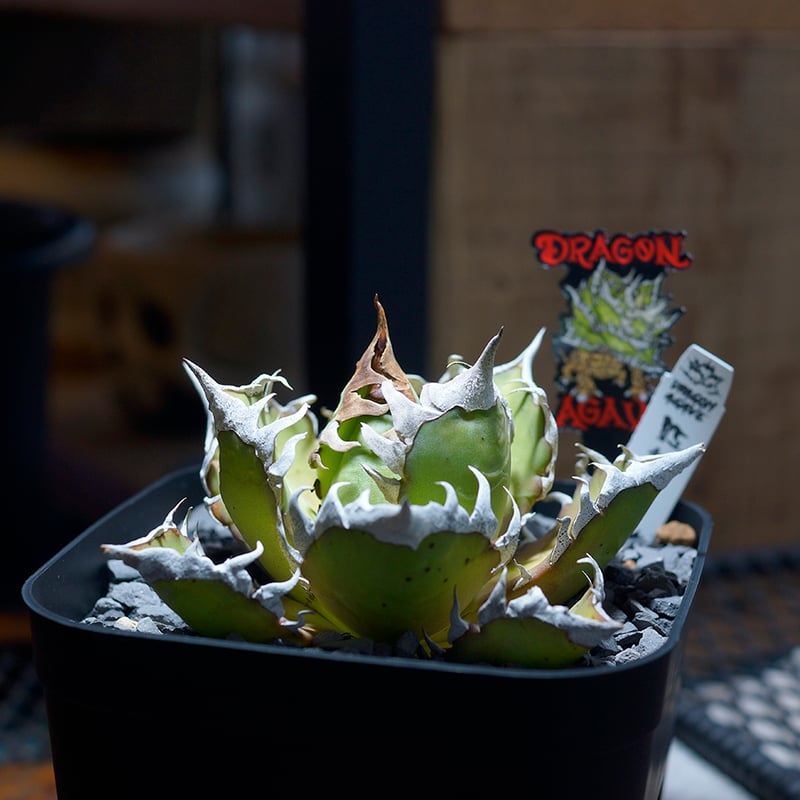 アガベ チタノタ レッドキャットウィーズル / 赤猫 RC-09 | アガベ専門