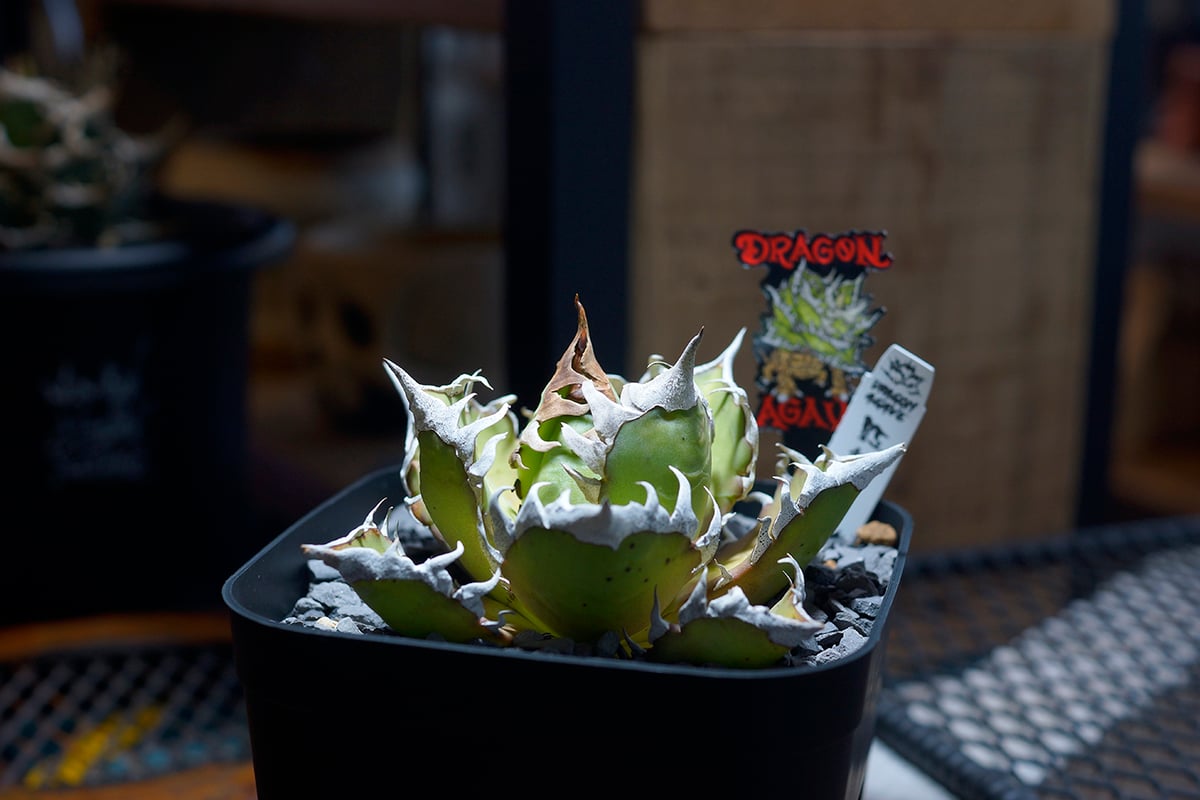 アガベ チタノタ レッドキャットウィーズル / 赤猫 RC-09 | アガベ専門