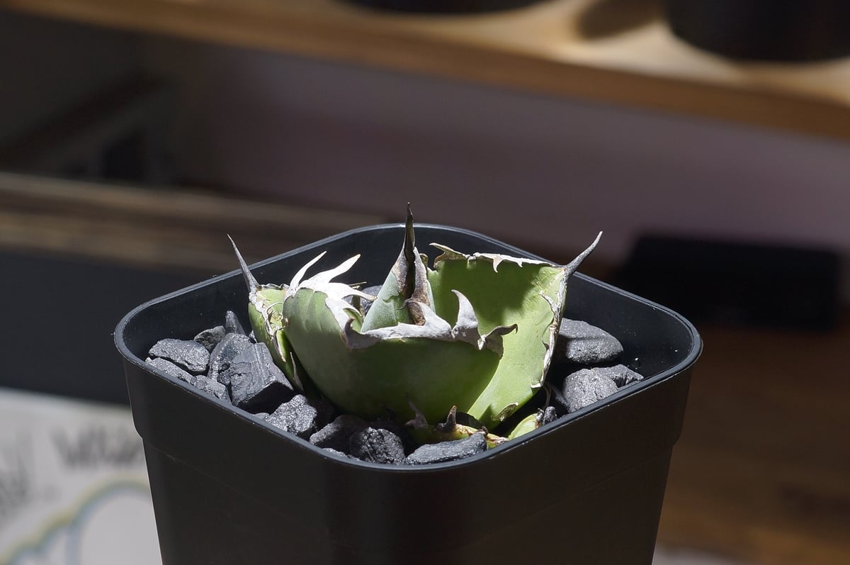 アガベ チタノタ ブルー実生/ Dragon Agave産 bs-05 | アガベ専門店 モ