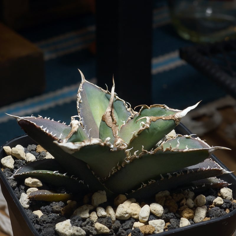 アガベ チタノタ 緑幽霊 / GG-06 | アガベ専門店 モンスターハウス