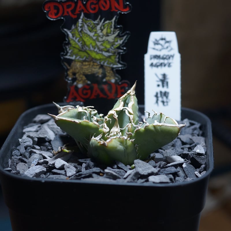 アガベ チタノタ 清櫻/ Dragon Agave産 so-01 | アガベ専門店 モンスタ