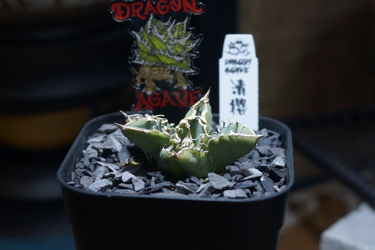 アガベ チタノタ 清櫻/ Dragon Agave産 so-01 | アガベ専門店 モンスタ