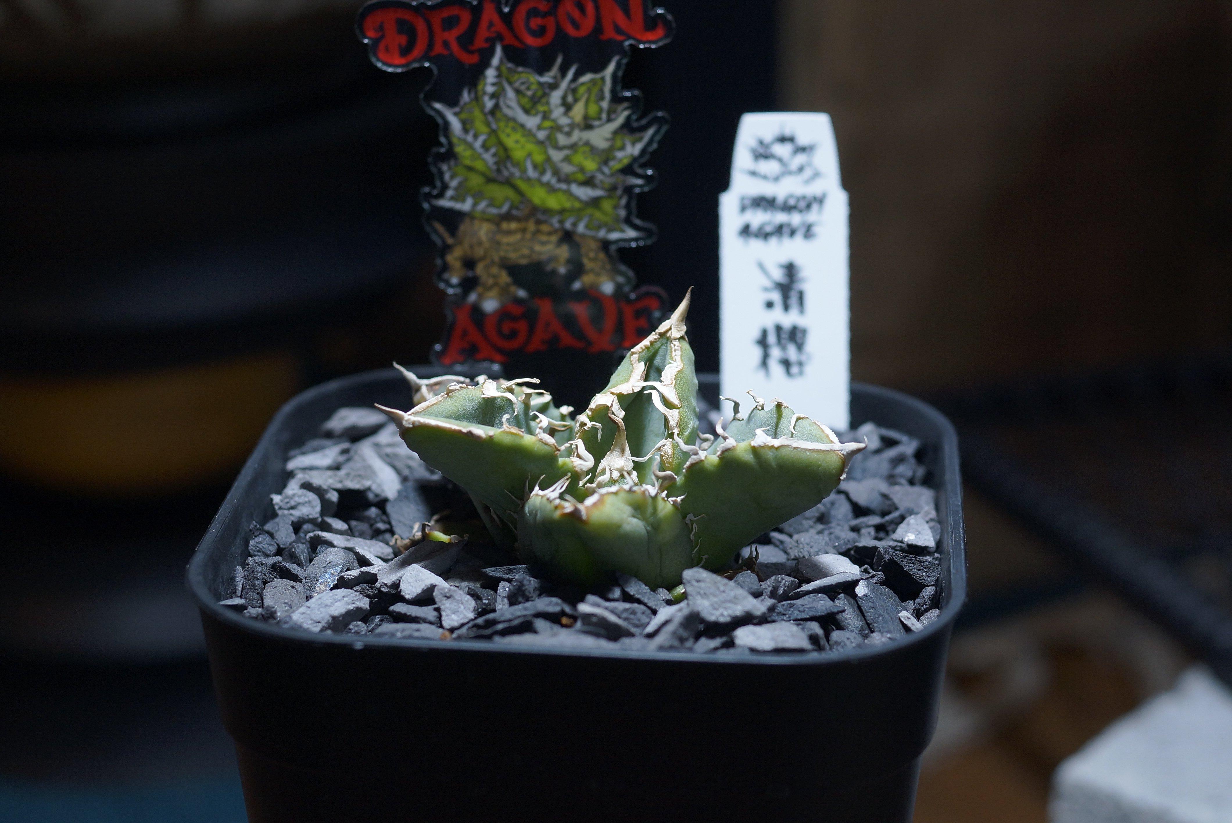 アガベ チタノタ 清櫻/ Dragon Agave産 so-01 | アガベ専門店 モンスタ