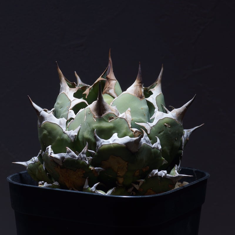 ボール体型SSS株】アガベ チタノタ 