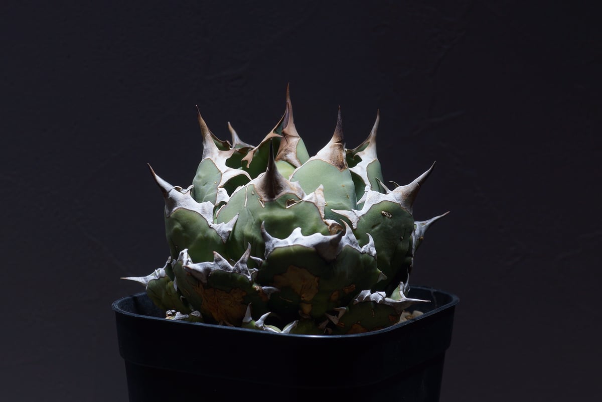 アガベ チタノタ 姫厳竜（ボールタイプ）/ HM-06 | アガベ専門店