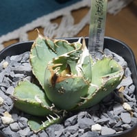 アガベ チタノタ スナグルトゥース 暴牙 /ST-01 | アガベ専門店