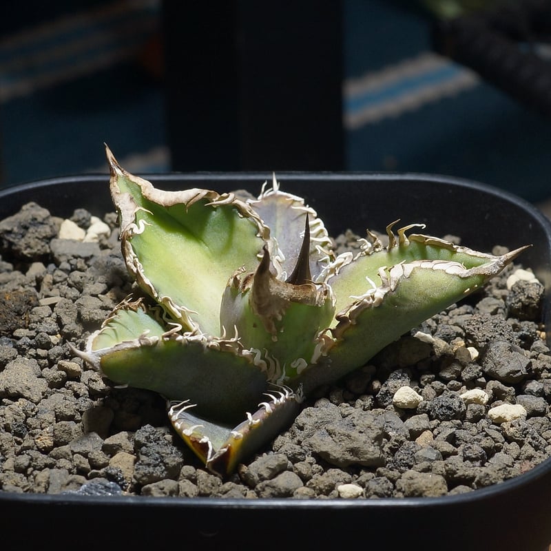 アガベ チタノタ 星空 / HZ-02 | アガベ専門店 モンスターハウス