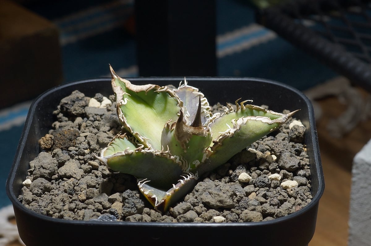 アガベ チタノタ 星空 / HZ-02 | アガベ専門店 モンスターハウス