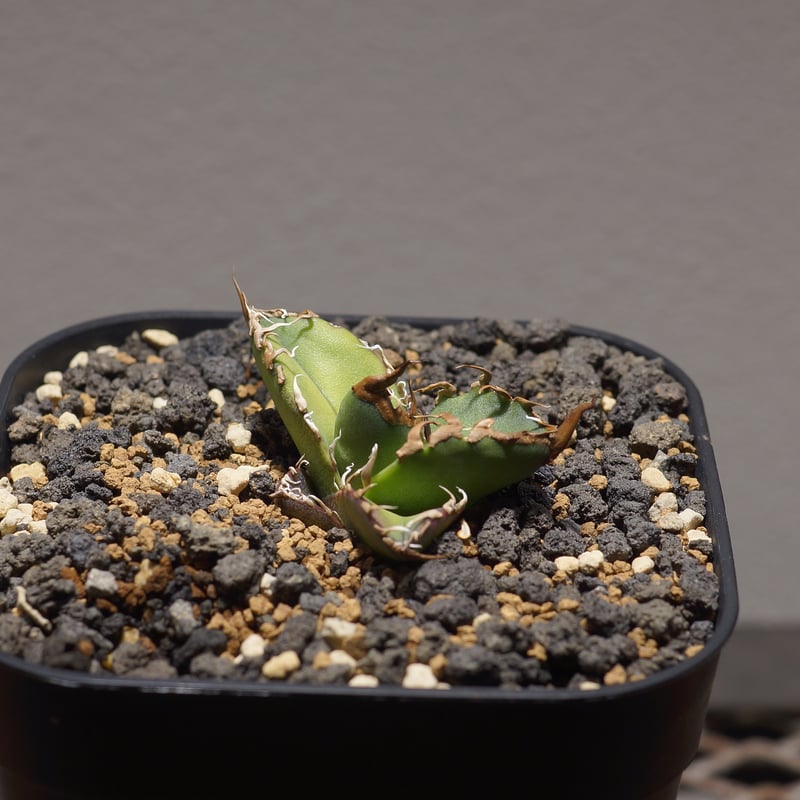 アガベ チタノタ FO-76 カエサル シーザー 凱撤 アガベ チタノタ