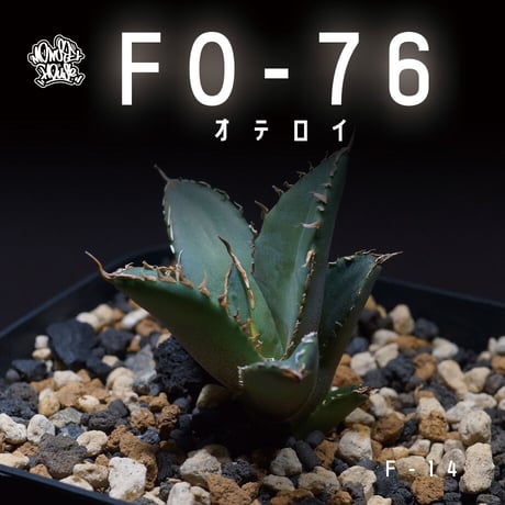 アガベチタノタFO76 チタノタfo76 | STORES